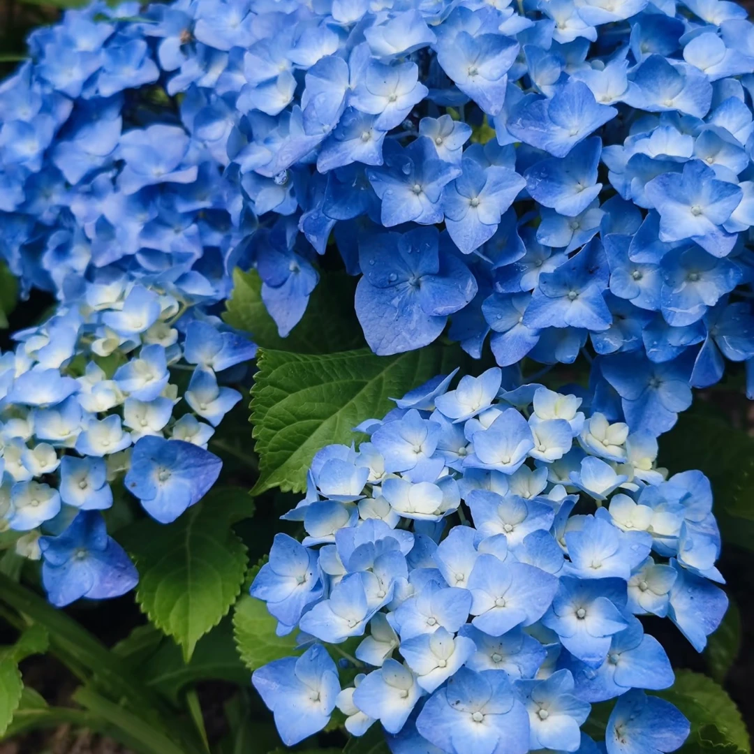 一物一拍绣球庭院盆栽绿植