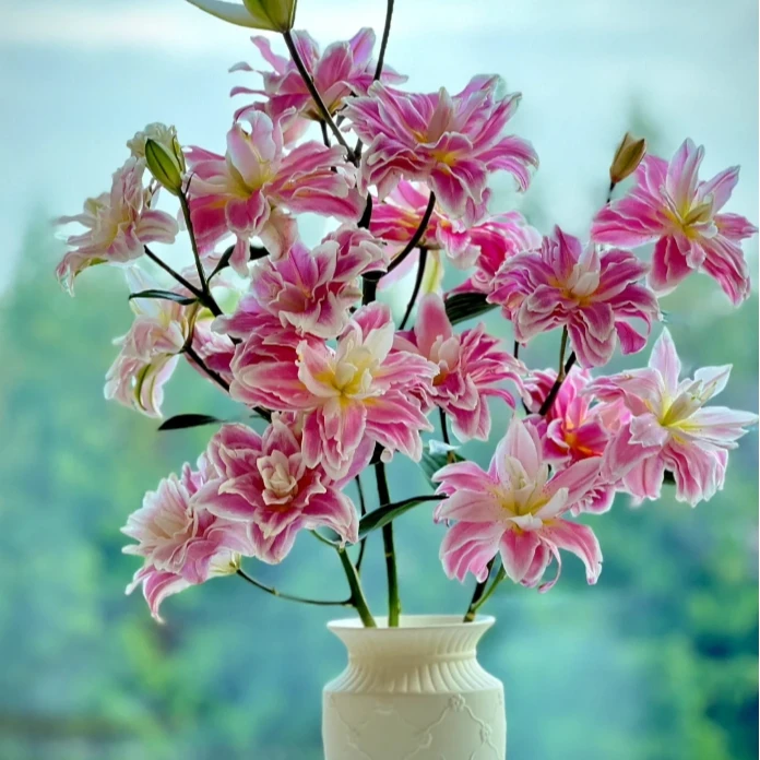 【探花甄选】莲花之境 重瓣百合花 任意两单起发 顺丰冷链 新鲜