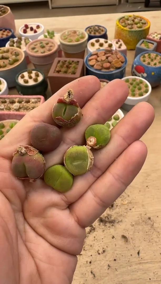 疯狂的多肉石头30-55