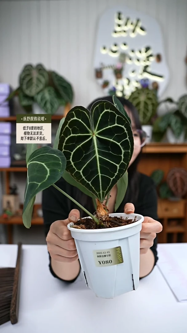 完全开放克莱恩Y80