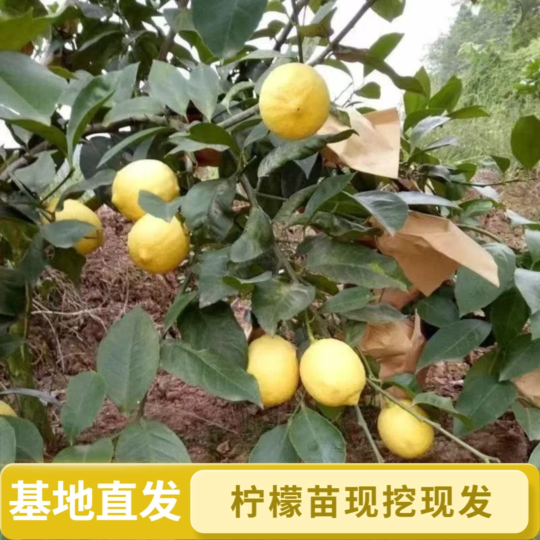 四季无籽香水柠檬树苗可食用柠檬南北方阳台种植当年结果水果苗子