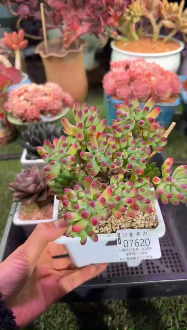 【闪购商品】07620