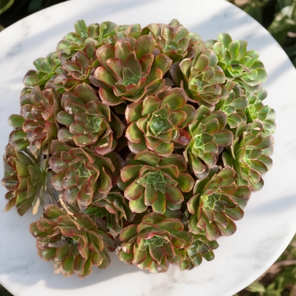 高端超大号精品青苹果魅金玫瑰黑法师多肉植物好看好养老桩大颗