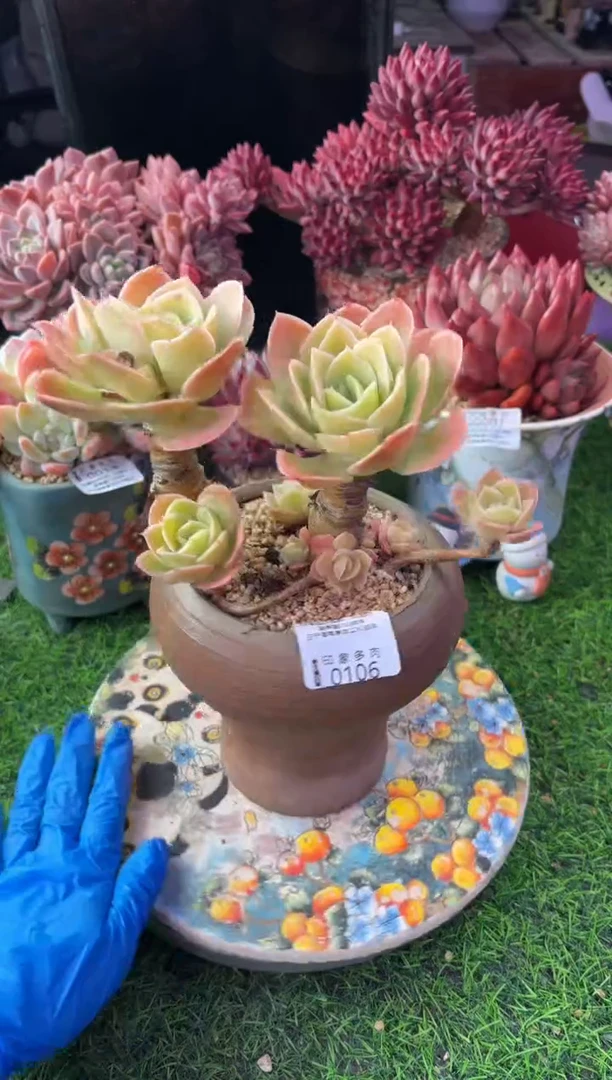 昆明印象多肉0106