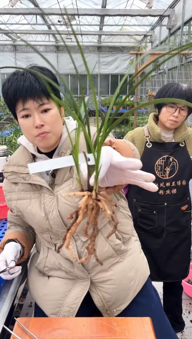 当前无花朵，栽培后可花朵黄*伍佰素，，， 黄鹰