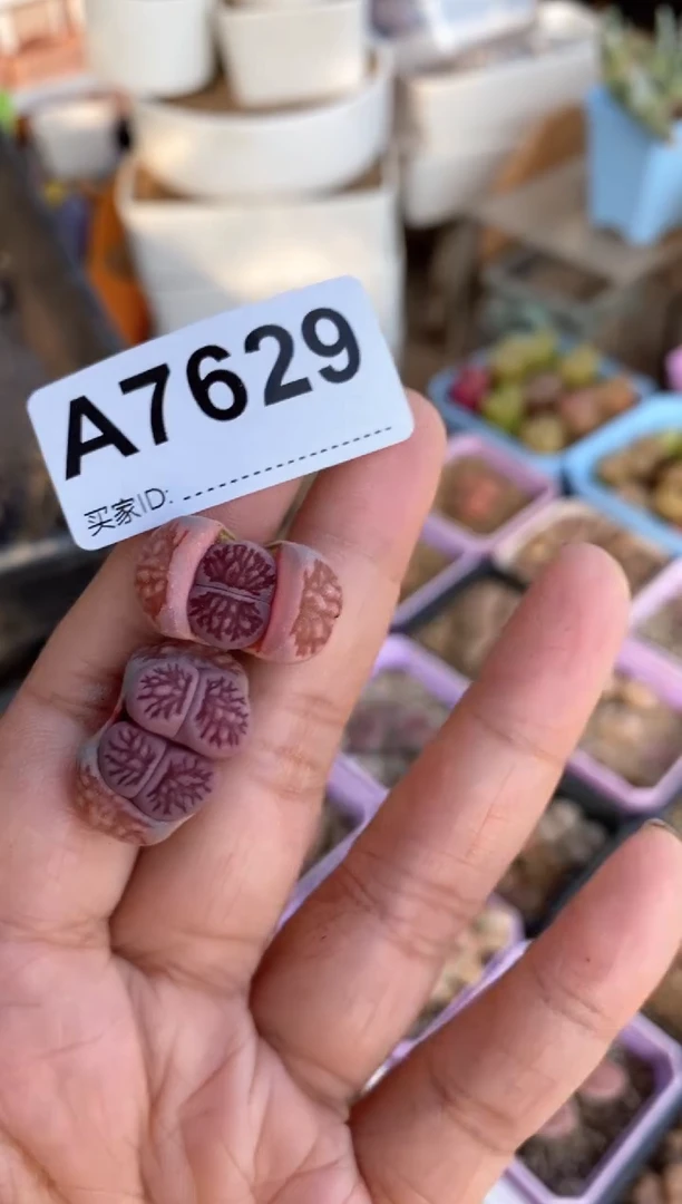 【闪购商品】7629直播一物一拍