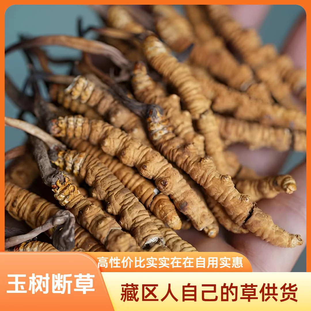 【断草-大中小】索南三多冬虫夏草虫草西藏那曲专卖藏族人产地直供