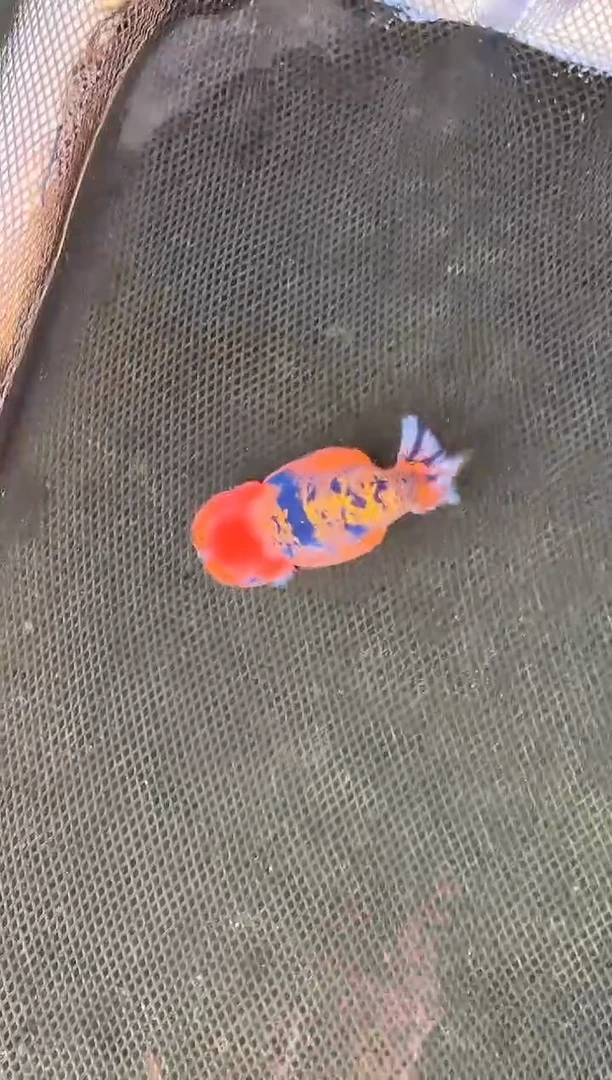 金鱼二****售水娃娃观赏鱼兰寿金鱼  不包邮