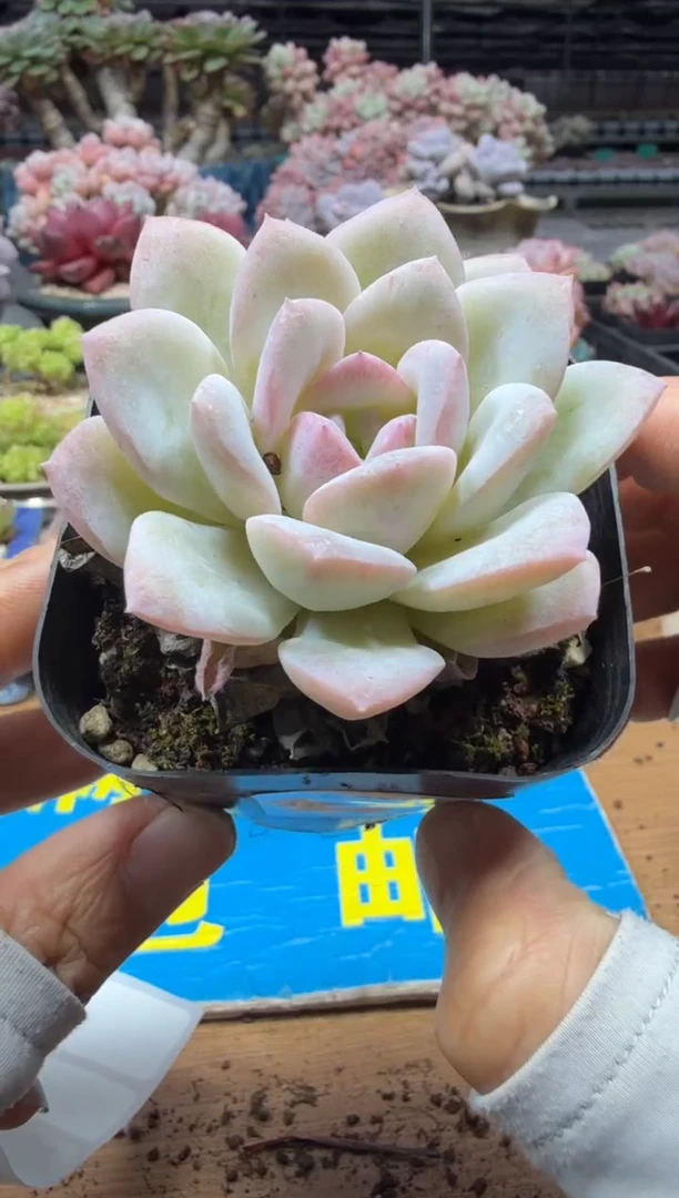 东云多肉园二店-773