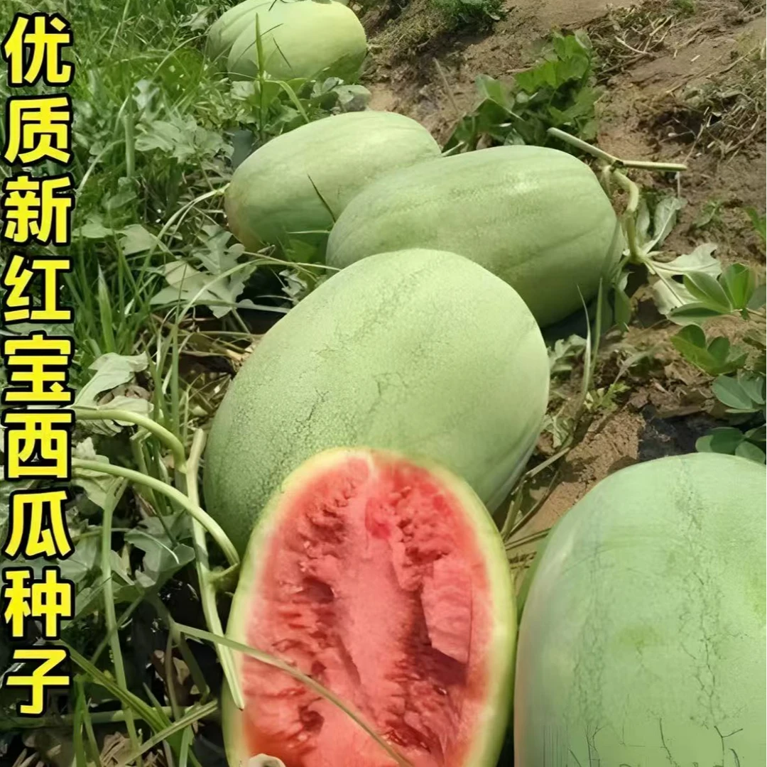 【红宝西瓜种子】特大新红宝西瓜种子绿皮大果少籽四季可播西瓜种子
