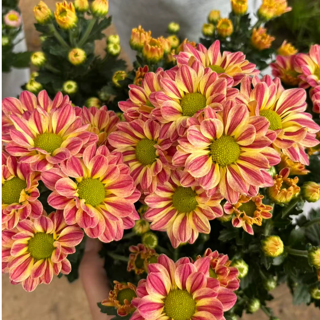 奶油斑纹菊 荷兰菊花苗耐热花量大多季节开花新手易养护