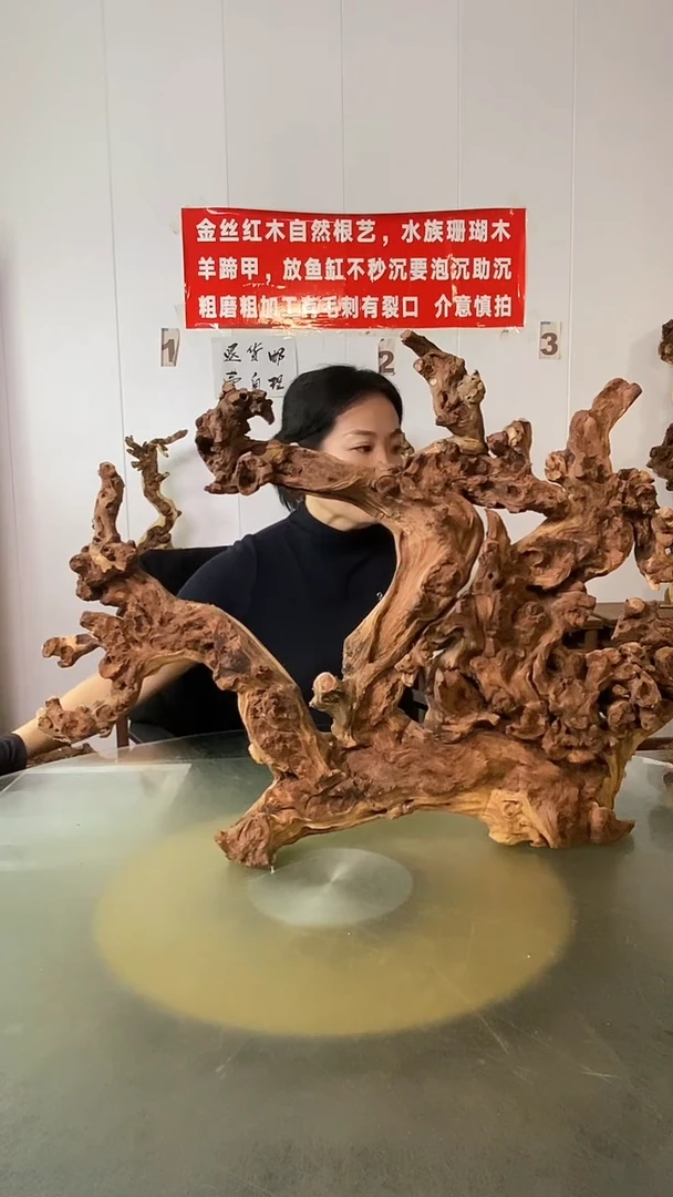 木醉金丝红木 羊蹄甲