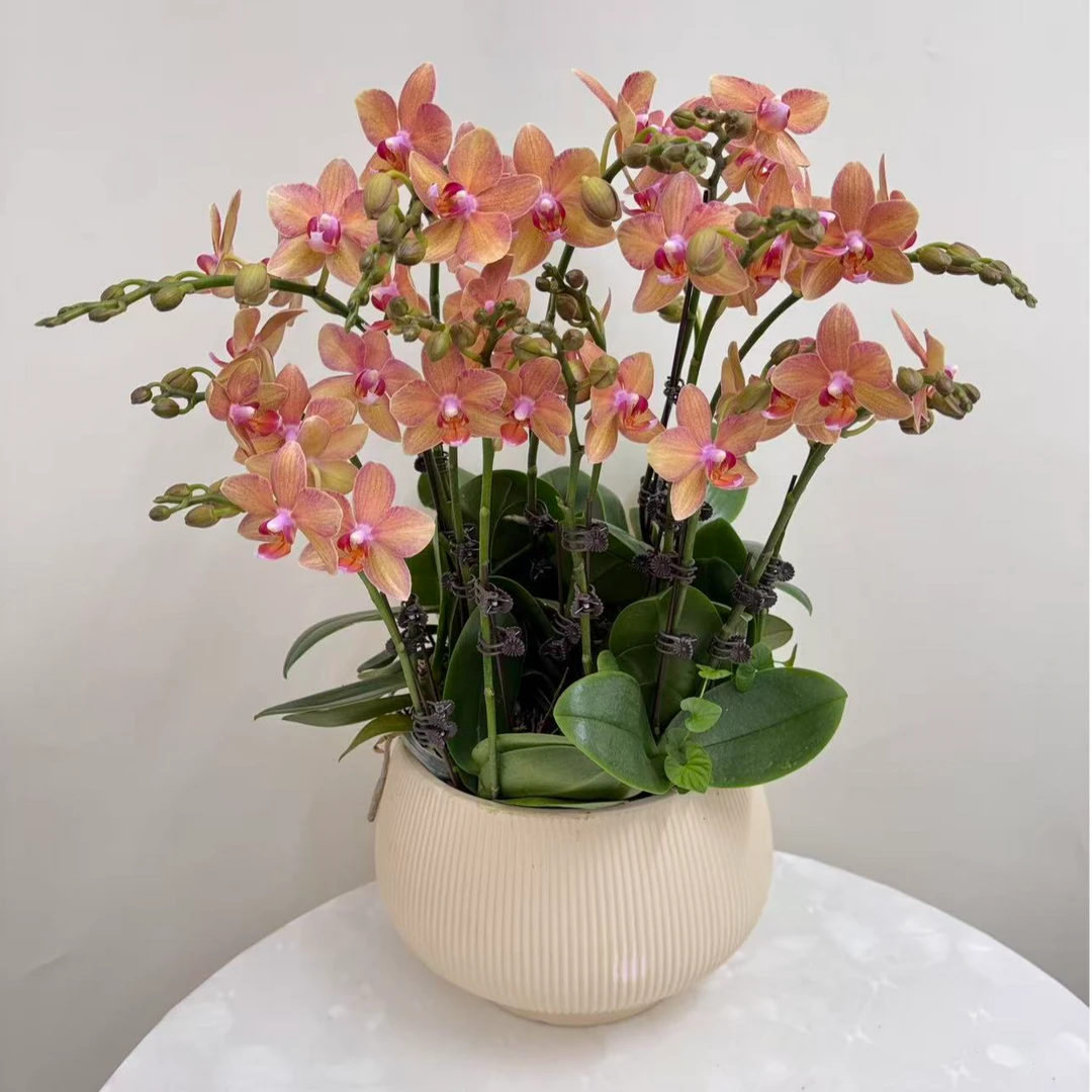 蝴蝶兰【红鲤鱼8】鲜花盆栽室内观赏花花佛山基地直发好养易活