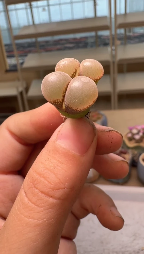 28-109多肉植物肉锥
