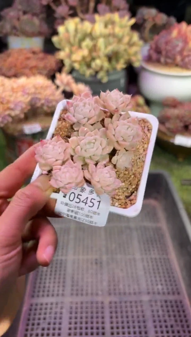 【闪购商品】05451