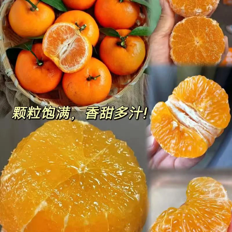 广西武鸣沃柑当地新鲜水果 9斤 装产 地 现 摘 现 发