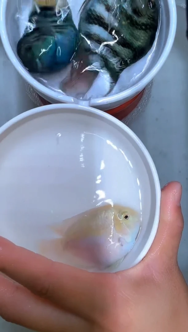 鹦鹉鱼白金母1条