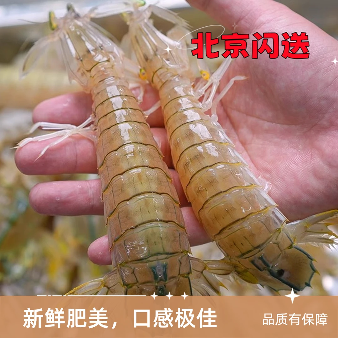 【鲜活】 大号（每斤16-20只） 皮皮虾 虾爬子 【保鲜不保活】爬爬虾 虾爬子