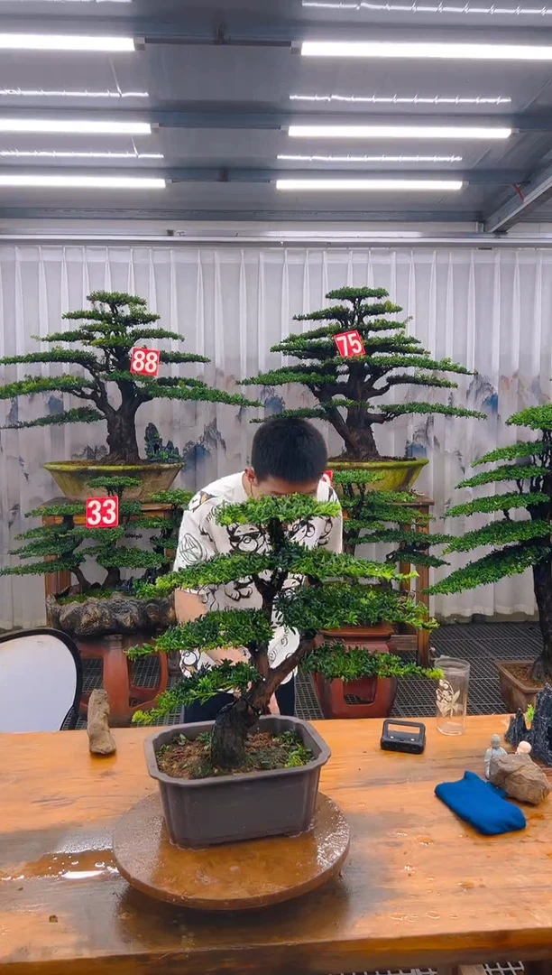 无花朵精品盆景直播间一物一拍