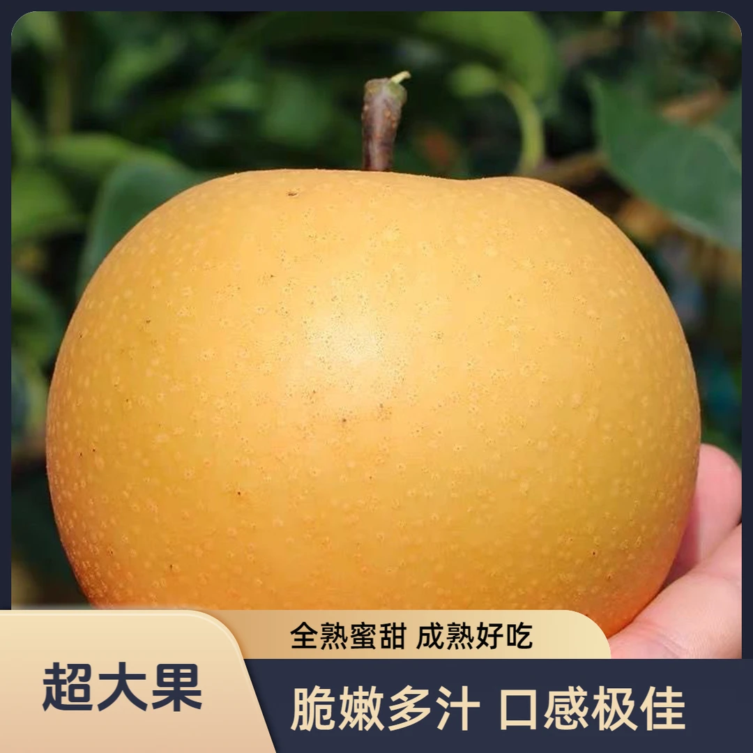 正宗山东秋月梨超大果当季新鲜水果脆甜多汁皮薄核小成熟好吃