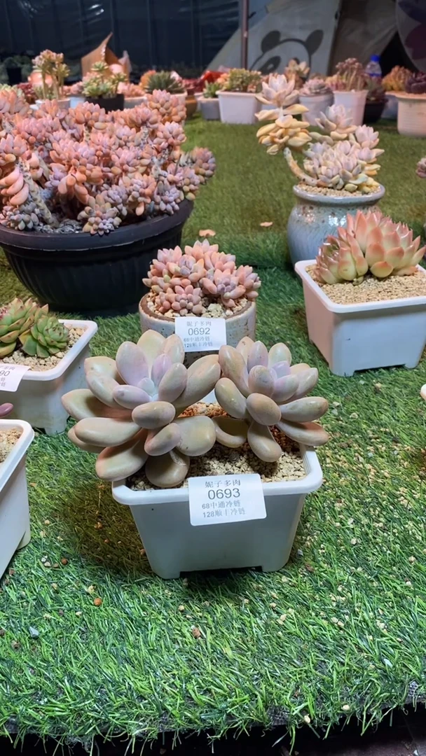 0693（满28包邮发货）
