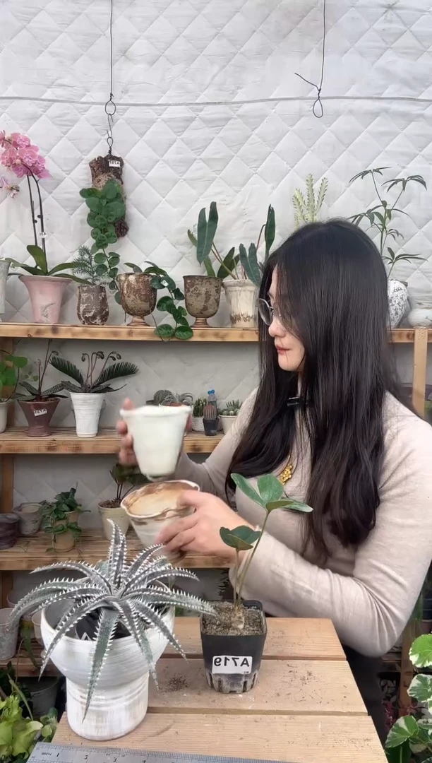 无花朵719墨西哥铁育苗盆