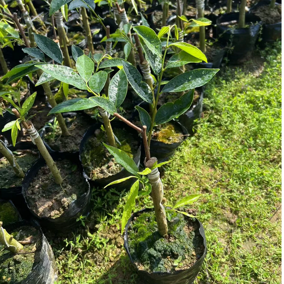 金沙叶开春苗奇楠沉香嫁接苗沉香苗沉香奇楠一代苗