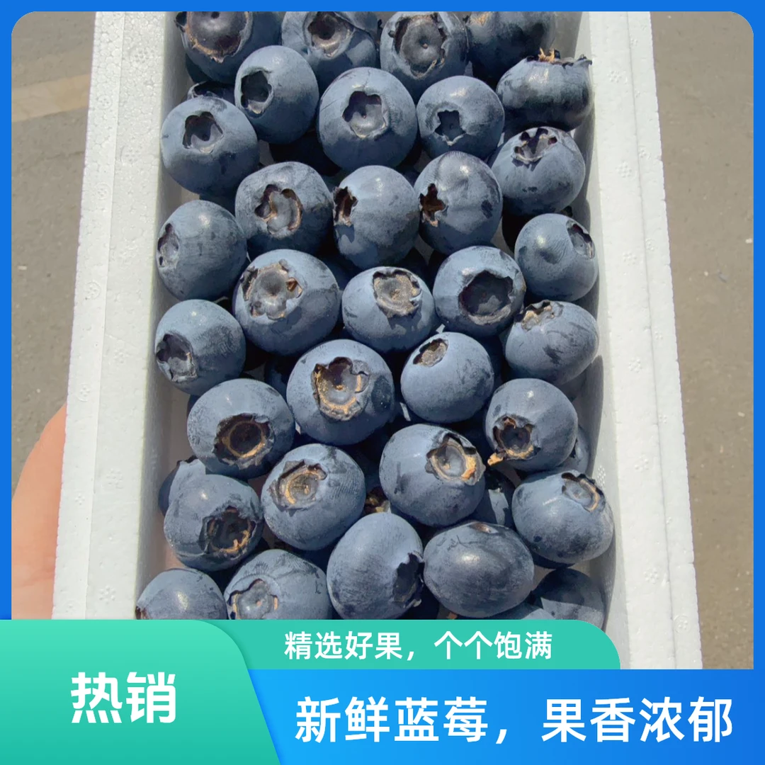 【顺风包邮】18mm蓝莓乌鲁木齐九鼎直发脆甜辽宁净重400克新鲜蓝莓同城送辽宁省