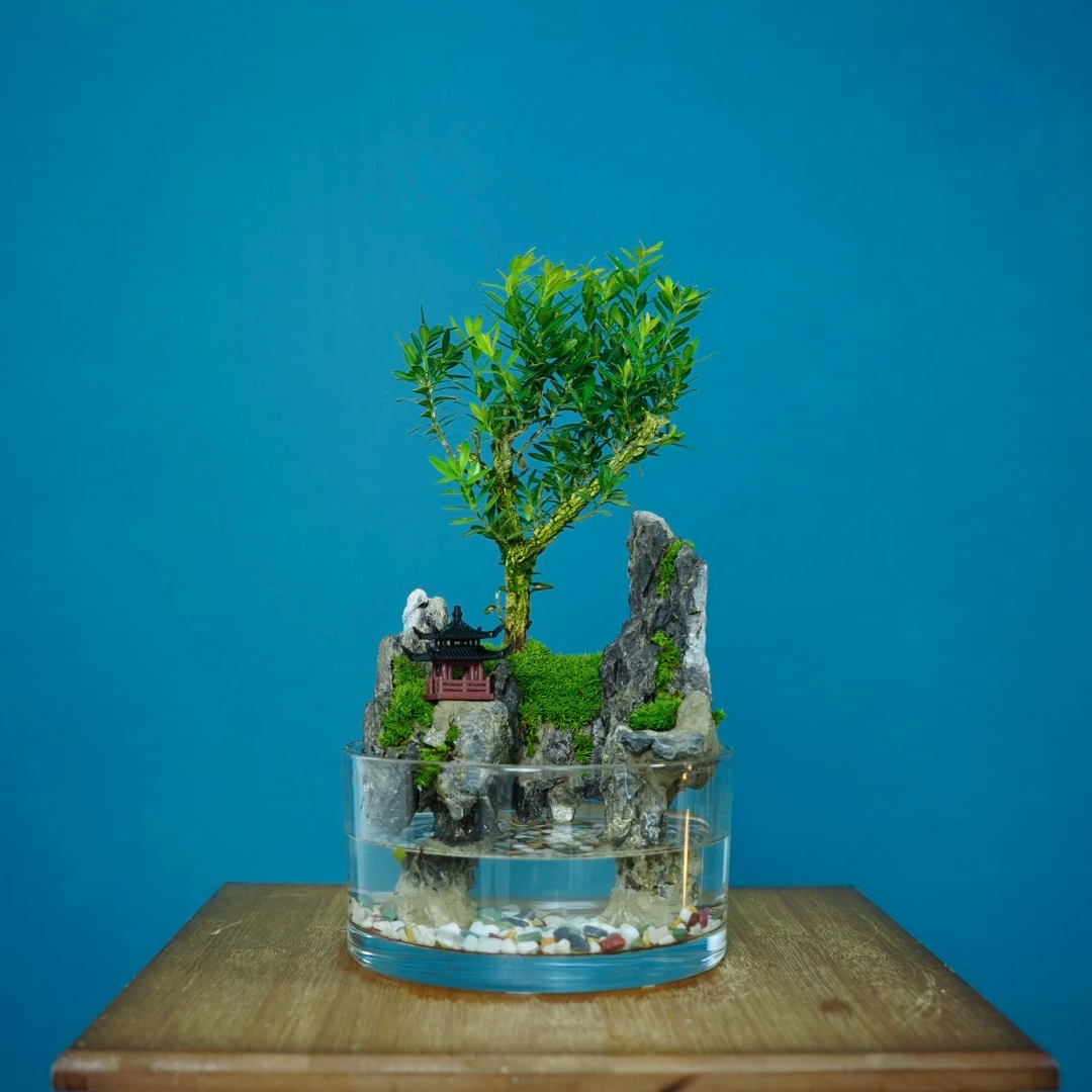 生万物-黄杨圆缸圆缸桌面景观真实绿植创意微景观生态瓶室内绿植