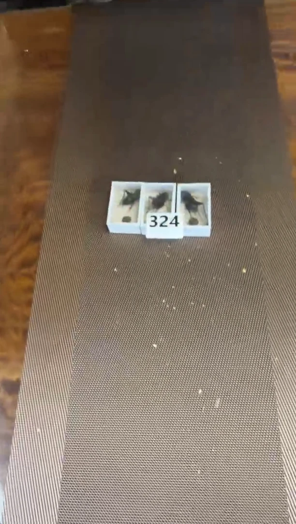 黑虫三只324