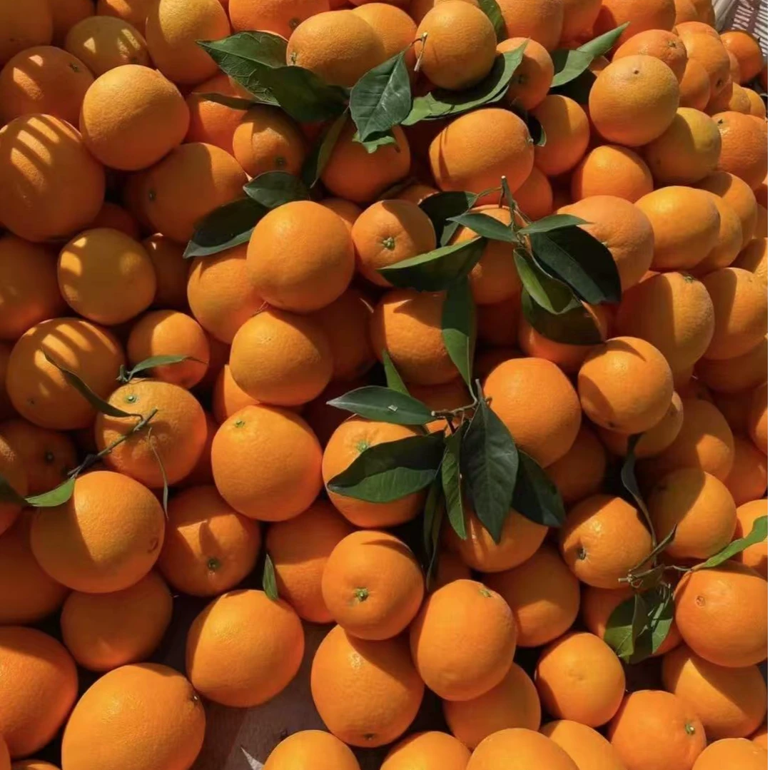 【领店铺券更优惠】10斤/箱统景脐橙现摘新鲜丑橘