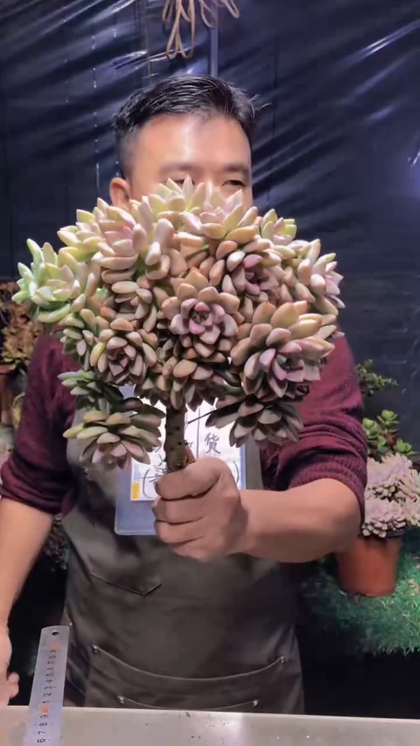 199淡雪缀化（一物一拍）