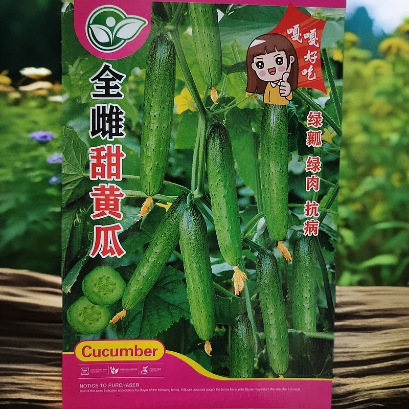 全雌甜黄瓜籽（100粒左右）