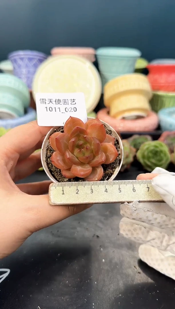 1011-020  青山 （冠幅 5 cm）