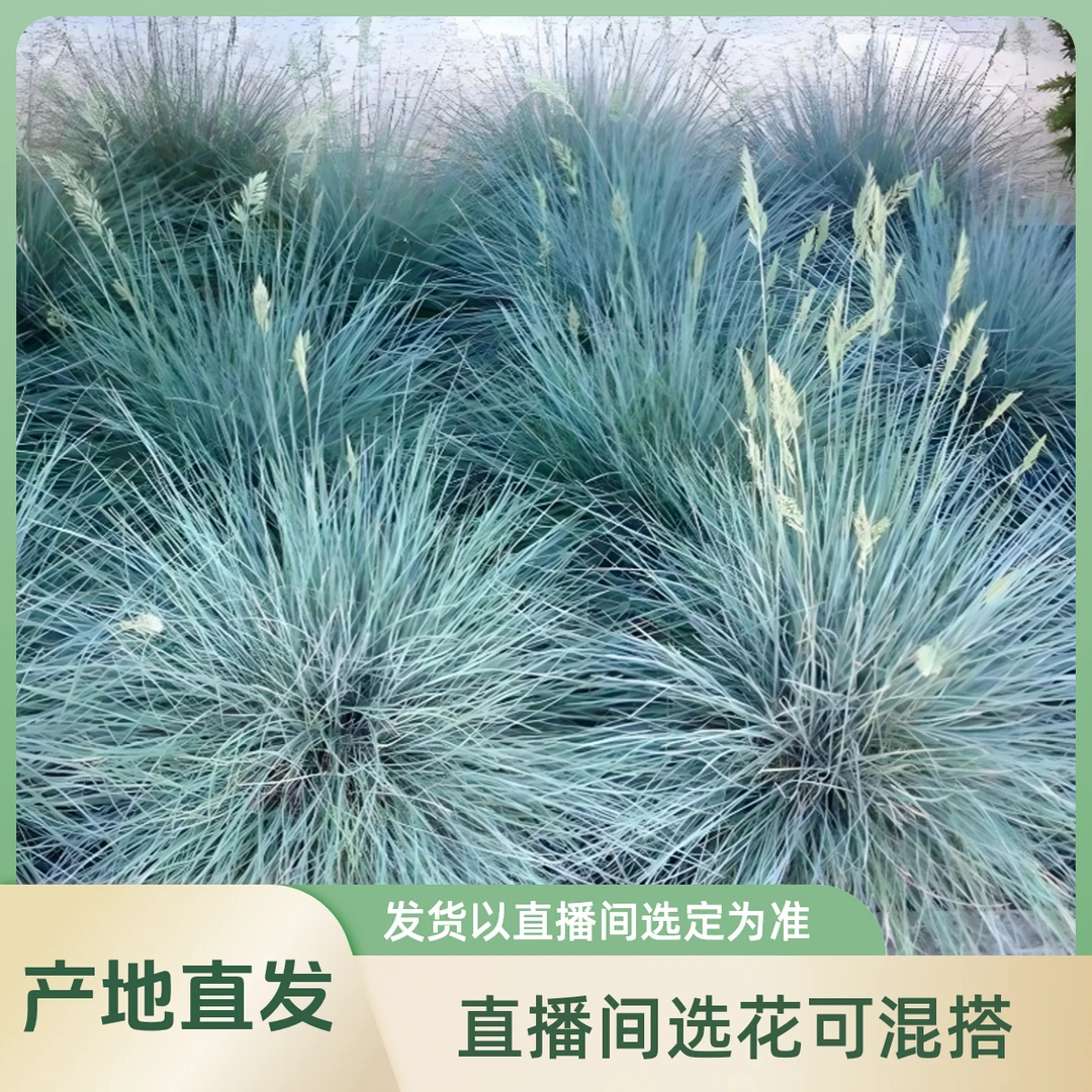 蓝羊茅庭院观赏草耐寒耐热绿植直播间选花可混搭花色以直播间为准