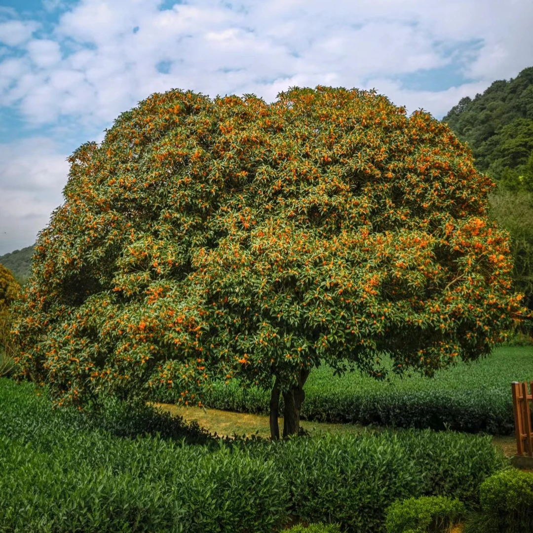 精品八月金桂红花丹桂状元红桂花树