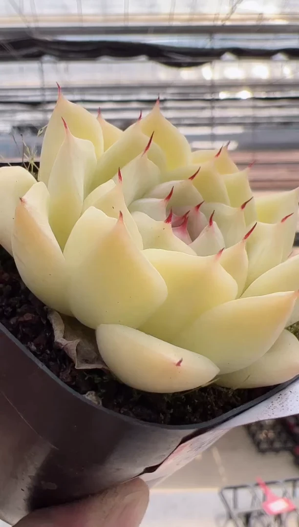 【闪购商品】新款多肉-77