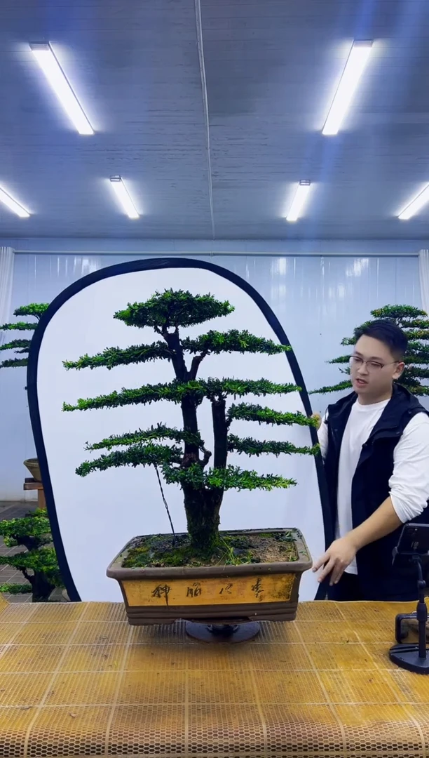 无花朵李*森000000000000000