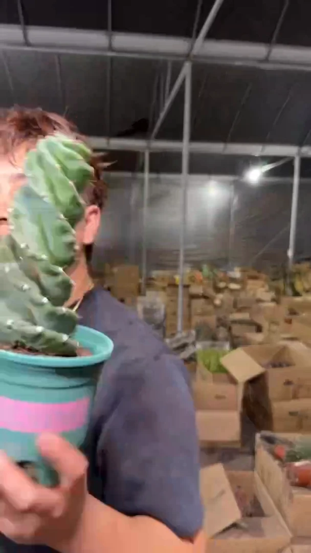 龙卷风【带根】20cm