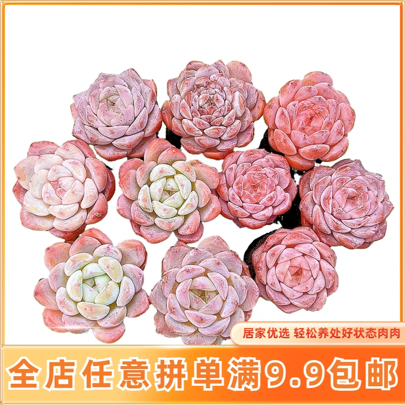 【小精品】高端多肉套餐浪漫好礼客厅阳台易养基地直发