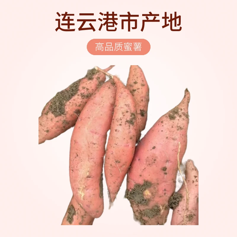 高品质蜜薯新鲜香甜红薯烤地瓜
