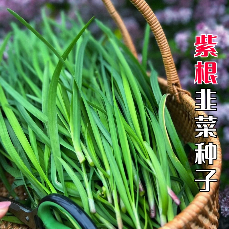 【全店满5包包邮】独根红韭菜种子红根味浓阳台小院种菜蔬菜籽