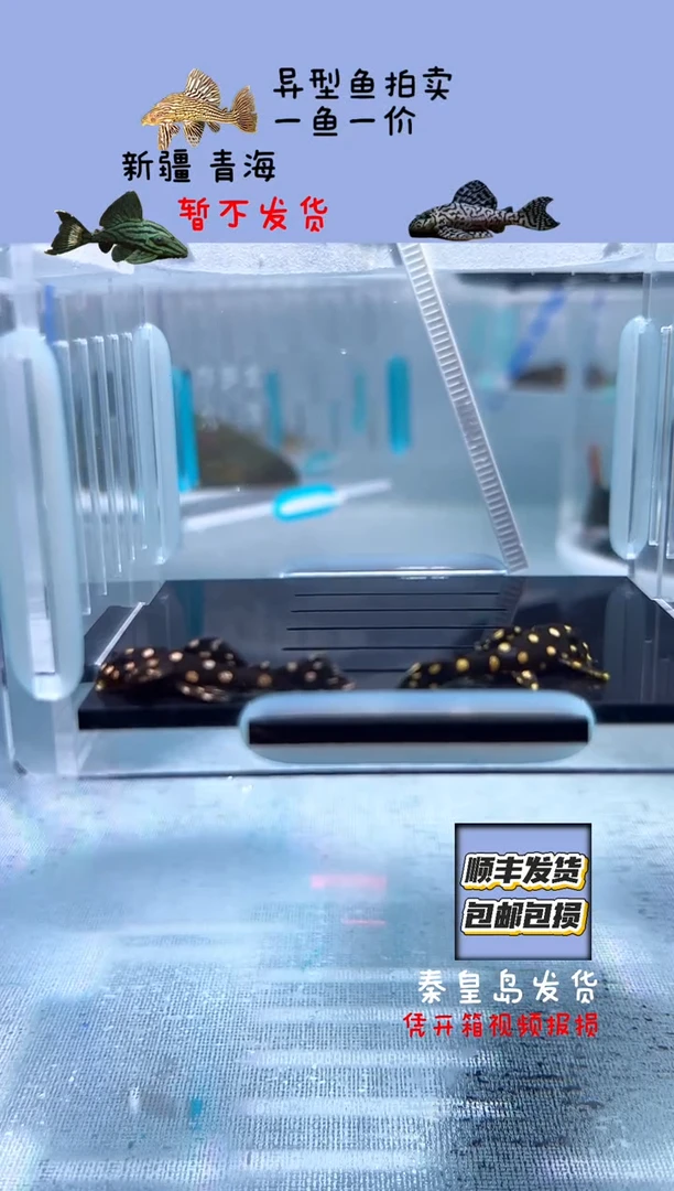 清道夫3+不包入缸损97