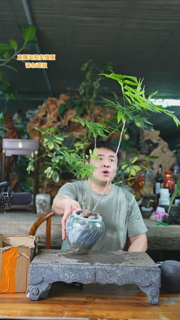 当前无花栽培后可以开花065无患菩提+