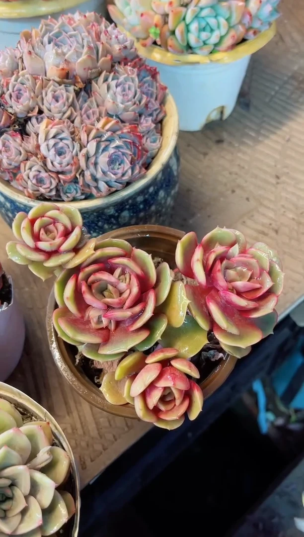 【闪购商品】12063