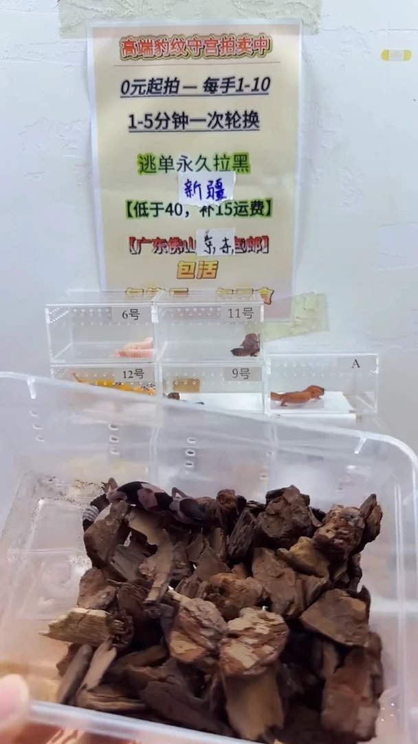 豹纹守宫豹纹守宫幼苗亚成体成体肥尾