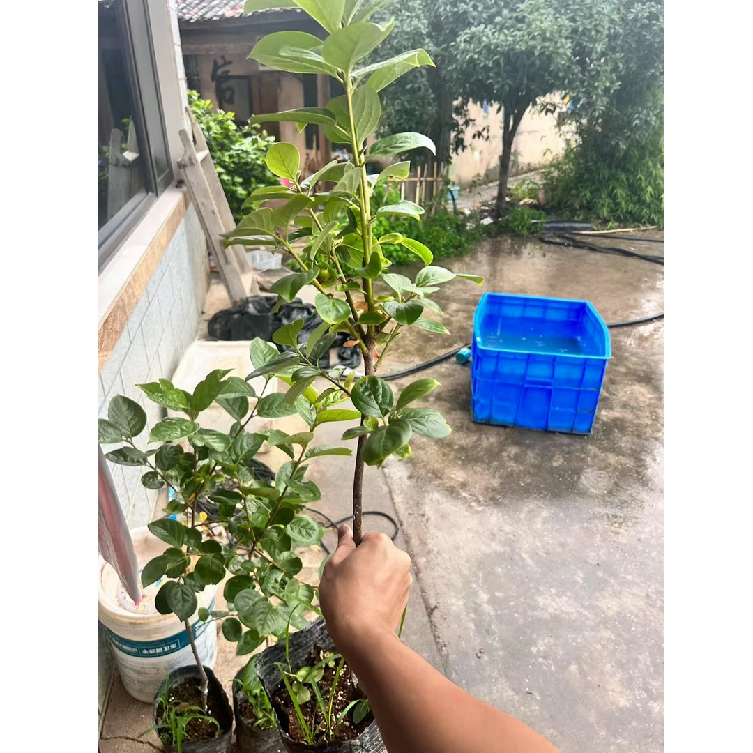 正宗太秋（包对版，不包存活）当年结果太秋长沙有机种植基地直发