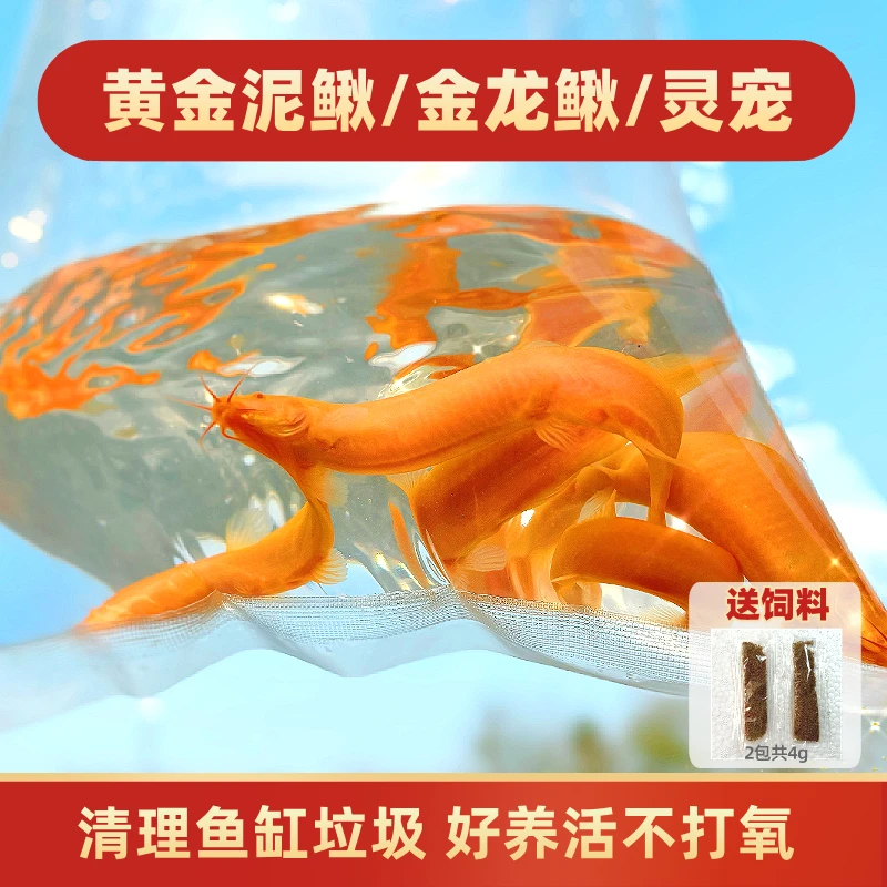 黄金泥鳅观赏鱼小金鱼金龙鳅清洁工具鱼活体不打氧好养活