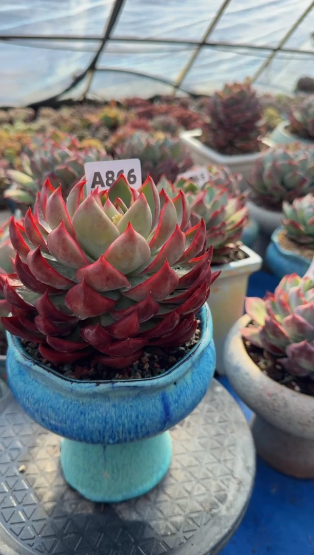 【闪购商品】A866惊鸿仙子（裸根发货）