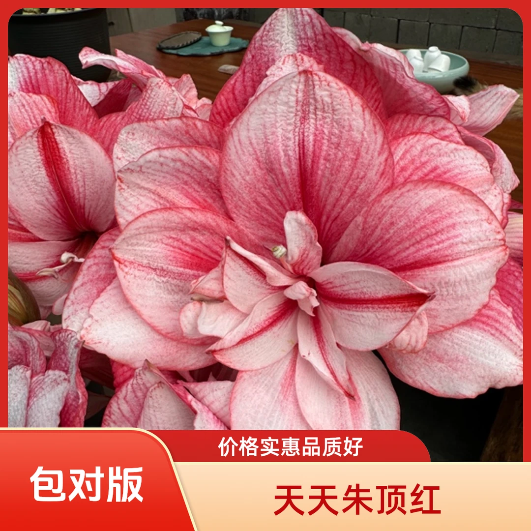 包对版（蒂卡梦幻）秘鲁进口重瓣朱顶红